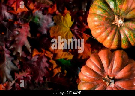 Halloween. Stillleben im Herbst mit Kürbissen, Maiskolben und Blättern auf Holzgrund Stockfoto