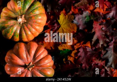 Halloween. Stillleben im Herbst mit Kürbissen, Maiskolben und Blättern auf Holzgrund Stockfoto