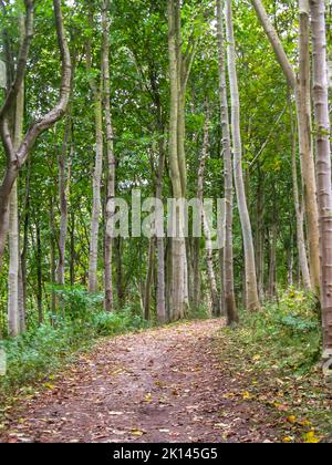 Ein Fußweg, der mit gefallenen Blättern bedeckt ist und sich durch einen Buchenwald in der nordöstlichen schottischen Landschaft schlängelt. Stockfoto