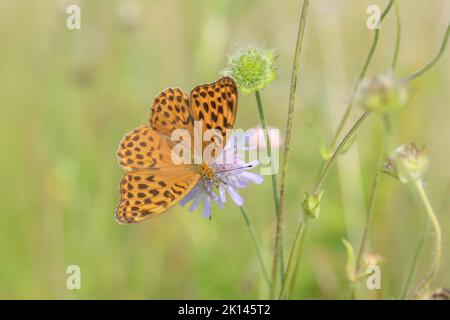 Weibliche silbergewaschene Schmetterlinge (Argynnis paphia). Stockfoto