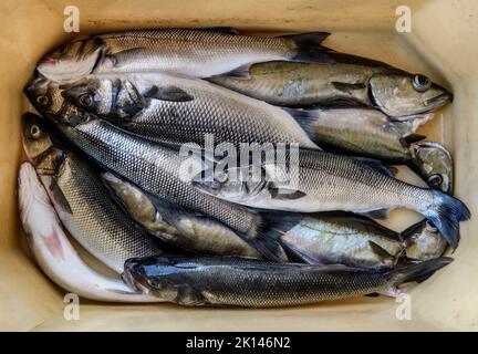 Line fing Sea Bass und Pollock im Hafen von Newlyn in Cornwall, Großbritannien Stockfoto