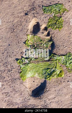 Der Abdruck eines einzelnen menschlichen Fußes im nassen Sand mit Algen am Strand. Stockfoto