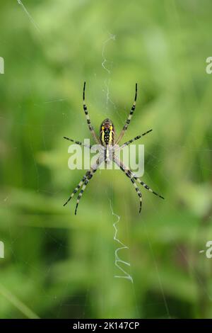 Weibliche Wespenspinne (Agriope bruennichi) im Orb-Netz. Stockfoto