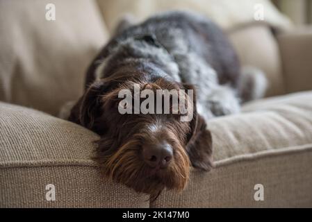 Nahaufnahme eines deutschen Drahthaarpointers, der drinnen auf einer weichen Couch liegt Stockfoto