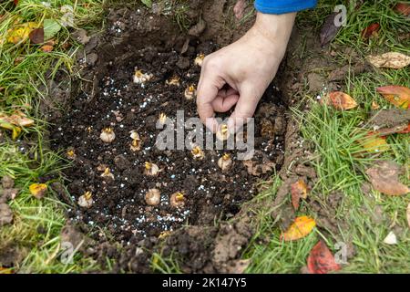 Hand sadi in Boden-Boden-Blumenzwiebeln. Hand hält eine Krokusbirne, bevor sie in den Boden gepflanzt wird Stockfoto