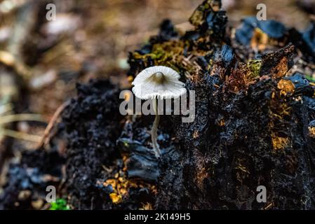 Eine Nahaufnahme von Mycena galopus, allgemein bekannt als die Milchhaube. Stockfoto