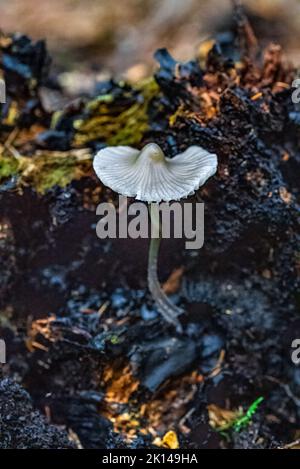 Eine vertikale Nahaufnahme von Mycena galopus, allgemein bekannt als die Milchhaube. Stockfoto