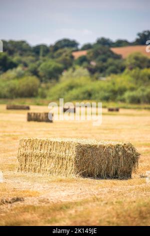 Heuballen auf einem britischen Landgebiet an einem Sommertag. Stockfoto