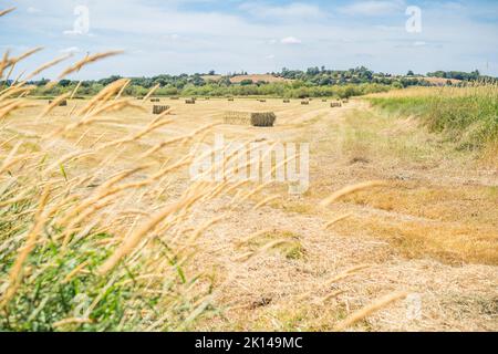 Hay bales in a UK countryside field after harvest, on a summer day. Stockfoto