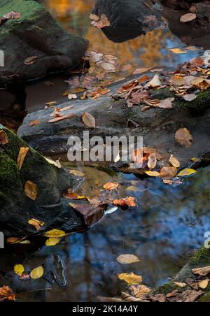 Himmel und Laub spiegeln sich im Wasser des Middle Prong of the Little River entlang der Laurel Canyon Road im Great Smoky Mountains National Park, BL Stockfoto