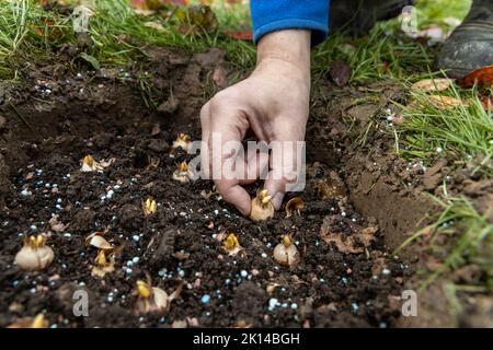 Hand sadi in Boden-Boden-Blumenzwiebeln. Hand hält eine Krokusbirne, bevor sie in den Boden gepflanzt wird Stockfoto