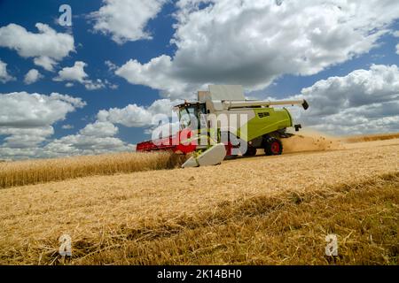 Russland, Kazan - 5. august 2020 : Claas Combine Harvester Ernte eine Ernte von Gerste Stockfoto