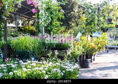 Topfpflanzen und Sträucher zum Verkauf in einem Kindergarten oder Gartencenter in Kapstadt, Südafrika Konzept Gartenbau und Gartenbau Stockfoto