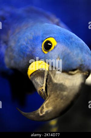 Ein blauer Macaw spielt herum Stockfoto