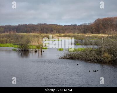 Das EKOPark Naturschutzgebiet in der Nähe von Kolobrzeg, Ostseeküste, Polen Stockfoto