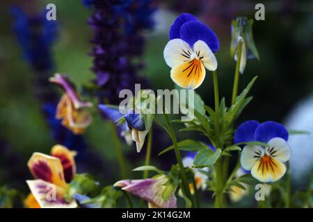 Viola tricolor blüht in einem Garten. Makrofoto mit selektivem Weichfokus Stockfoto