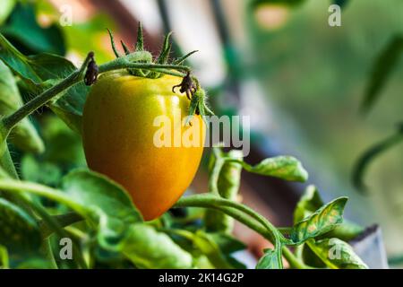 Gelbe rote Tomate wächst in einem Gewächshaus, Nahaufnahme mit selektivem Weichfokus Stockfoto