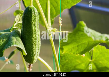 Gurke wächst auf Reben in einem Gewächshaus, weit verbreitete Pflanze in der Familie der Kürbisgewächse, Cucurbitaceae Stockfoto