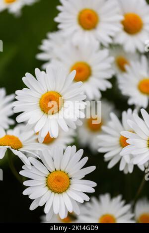 Nahaufnahme von Ochsenaugen-Gänseblümchen Stockfoto