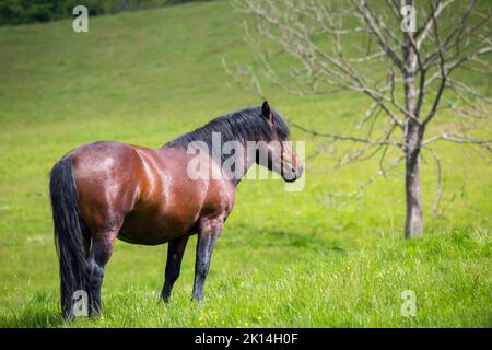 Ländliche Landschaft, schönes braunes Pferd auf der Wiese. Nationalpark Muranska planina in der Mittelslowakei, Europa. Stockfoto