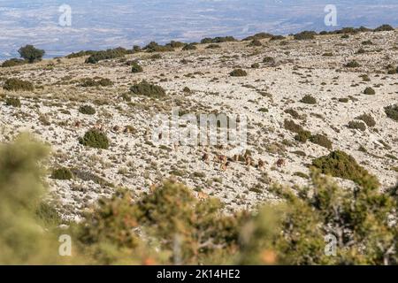 Bergziegen grasen in der Sierra Espuña. Sierra Espuña ist ein Gebirgsmassiv mit einem dichten Wald, hauptsächlich aus Pinien, mit einer reichen Flora und fa Stockfoto