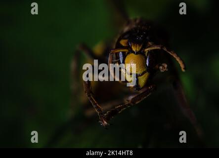 Nahaufnahme des Kopfes der Wespe Stockfoto