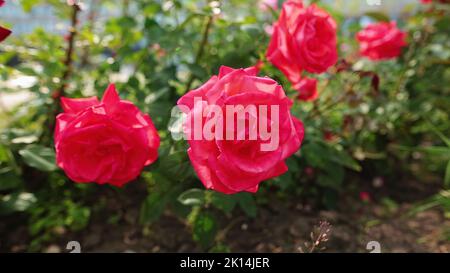 Schöne rote Rosen im Wind im Garten. Stockfoto