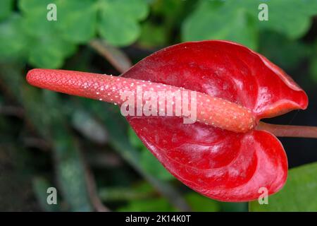 Anthurium andraeanum oder Flamingo Lily ist eine krautige, auffälligste und erkennbare Zimmerpflanze Stockfoto