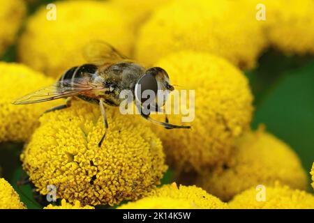 Outdoorscloseup auf einer europäischen Drohnenfliege, Eristalic arbustorum auf einer gelben, tansigen Blume, Tanacetum vulgare Stockfoto