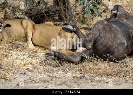 Eine Nahaufnahme einer wunderschönen Löwin, die einen frisch getöteten Büffel füttert. Stockfoto