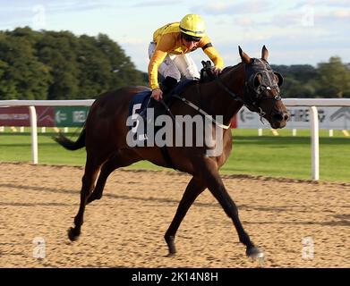 Wahrer Mut, der von Ray Dawson auf dem Weg zum Gewinn des William Hill Bet Boost Racing League Race 36 während der Racing League 2022 Race Week 6 Final Meeting auf der Rennbahn von Newcastle geritten wurde. Bilddatum: Donnerstag, 15. September 2022. Stockfoto