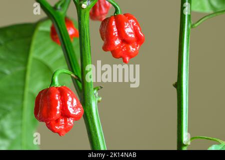 Carolina Reaper Hot Pepper, Sorte der Capsicum chinense Pflanze, wurde 2017 von Guinness World Records zum heißesten Chilischote der Welt erklärt. Stockfoto