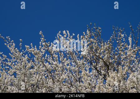 Weiße Kirsche blüht am blauen Himmel Stockfoto