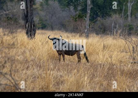 Eine erstaunliche Nahaufnahme eines isolierten Gnus, der sich im Busch bewegt Stockfoto