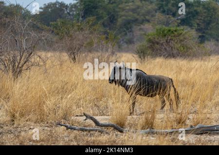 Eine erstaunliche Nahaufnahme eines isolierten Gnus, der sich im Busch bewegt Stockfoto
