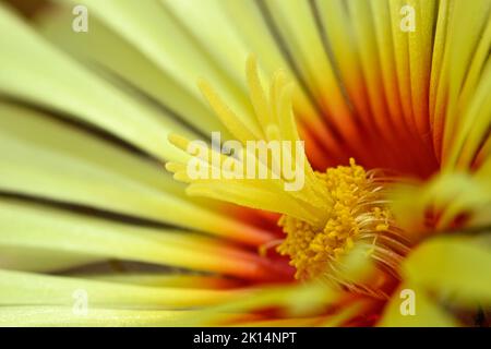 Blume des Astrophytum capricorne, Ziegenhornkaktus, Cactaceae Sukkulente Pflanze, die in den Coahuila-Regionen Nordmexikos beheimatet ist. Stockfoto