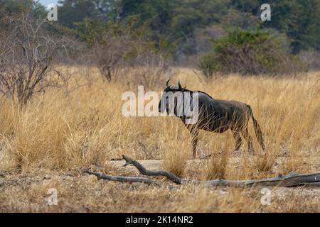 Eine erstaunliche Nahaufnahme eines isolierten Gnus, der sich im Busch bewegt Stockfoto