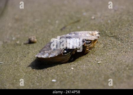 Schale einer toten Krabbe auf dem Sand Stockfoto