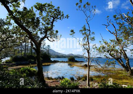 Irische Küste in der Nähe von Derreen Gardens, County Kerry - John Gollop Stockfoto