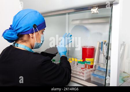 Junge Wissenschaftlerin, die in einem Sicherheitslaminar-Luftstromschrank im Labor arbeitet Stockfoto