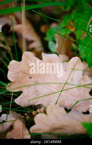 Gefallene Eichenblätter im Gras, beginnender Herbst Stockfoto