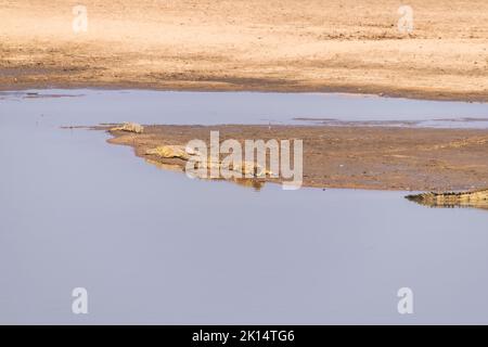 Eine herrliche Aussicht auf eine Gruppe von Krokodilen, die am sandigen Ufer eines afrikanischen Flusses ruhen Stockfoto