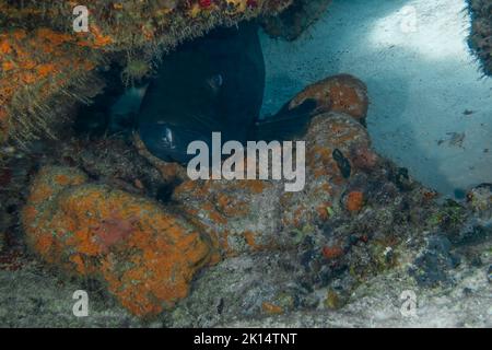 Eine schwarze Gruppe (Mycteroperca bonaci) in Cozumel, Mexiko Stockfoto