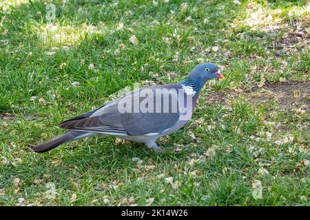 Auf dem Gras stehende, Erwachsene Taube, columba palumbus Stockfoto