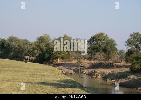 Eine erstaunliche Nahaufnahme einer riesigen Elefantengruppe, die die Gewässer eines afrikanischen Flusses überquert Stockfoto