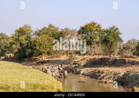 Eine erstaunliche Nahaufnahme einer riesigen Elefantengruppe, die die Gewässer eines afrikanischen Flusses überquert Stockfoto