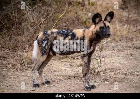 Eine Nahaufnahme eines wunderschönen wilden Hundes in der Savanne Stockfoto