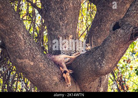 Nahaufnahme eines Leoparden, der ein Impala auf einem Baum frisst Stockfoto