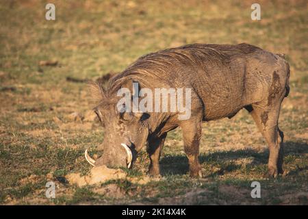 Eine Nahaufnahme eines riesigen Warzenschweins, der in der Savanne isst Stockfoto