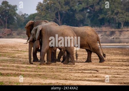 Eine erstaunliche Nahaufnahme von riesigen Elefanten, die sich auf den sandigen Ufern eines afrikanischen Flusses bewegen Stockfoto
